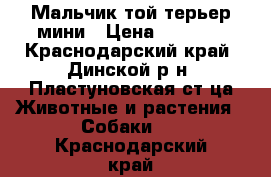 Мальчик той терьер мини › Цена ­ 7 000 - Краснодарский край, Динской р-н, Пластуновская ст-ца Животные и растения » Собаки   . Краснодарский край